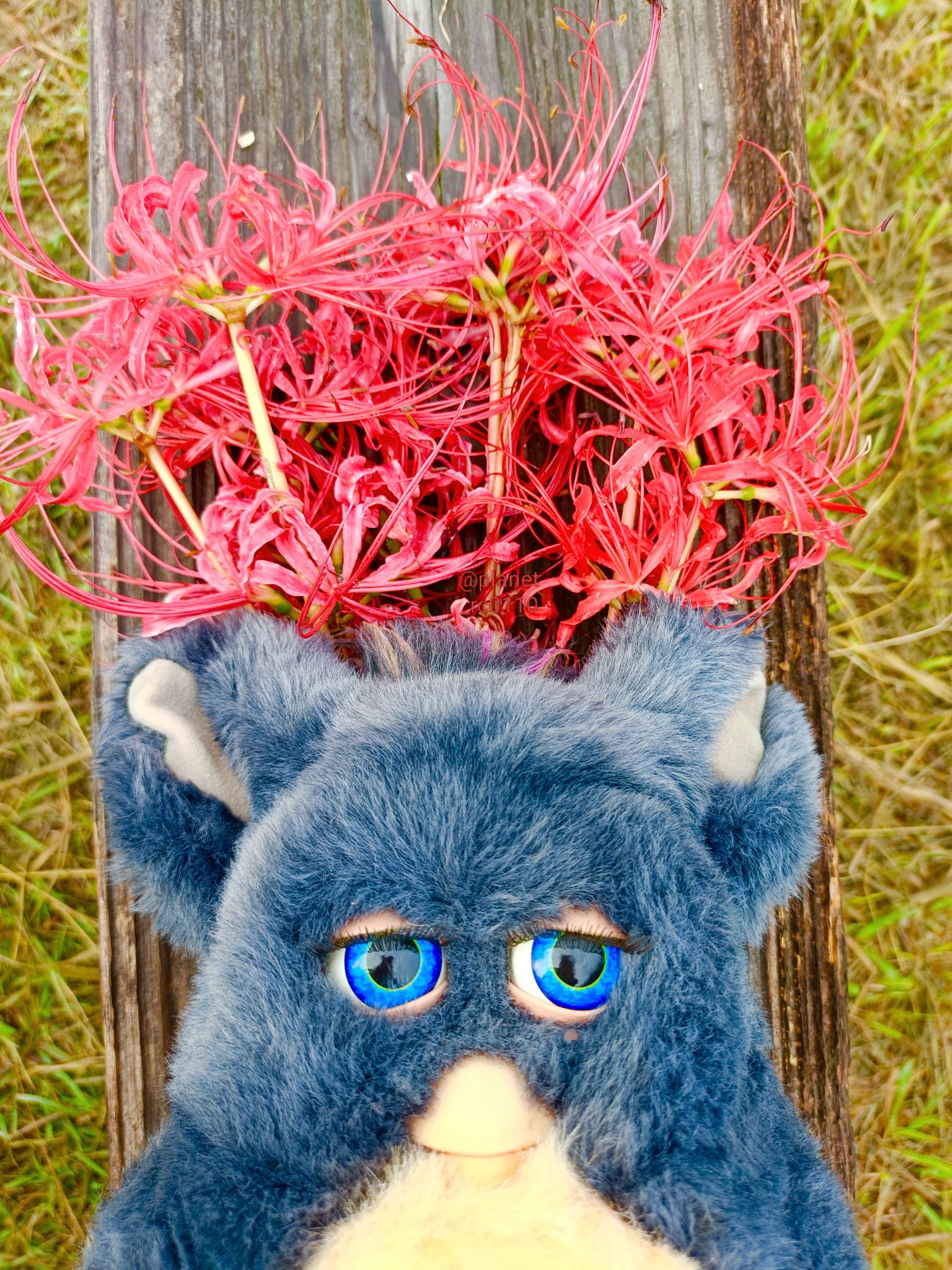 ファービー - Search / X