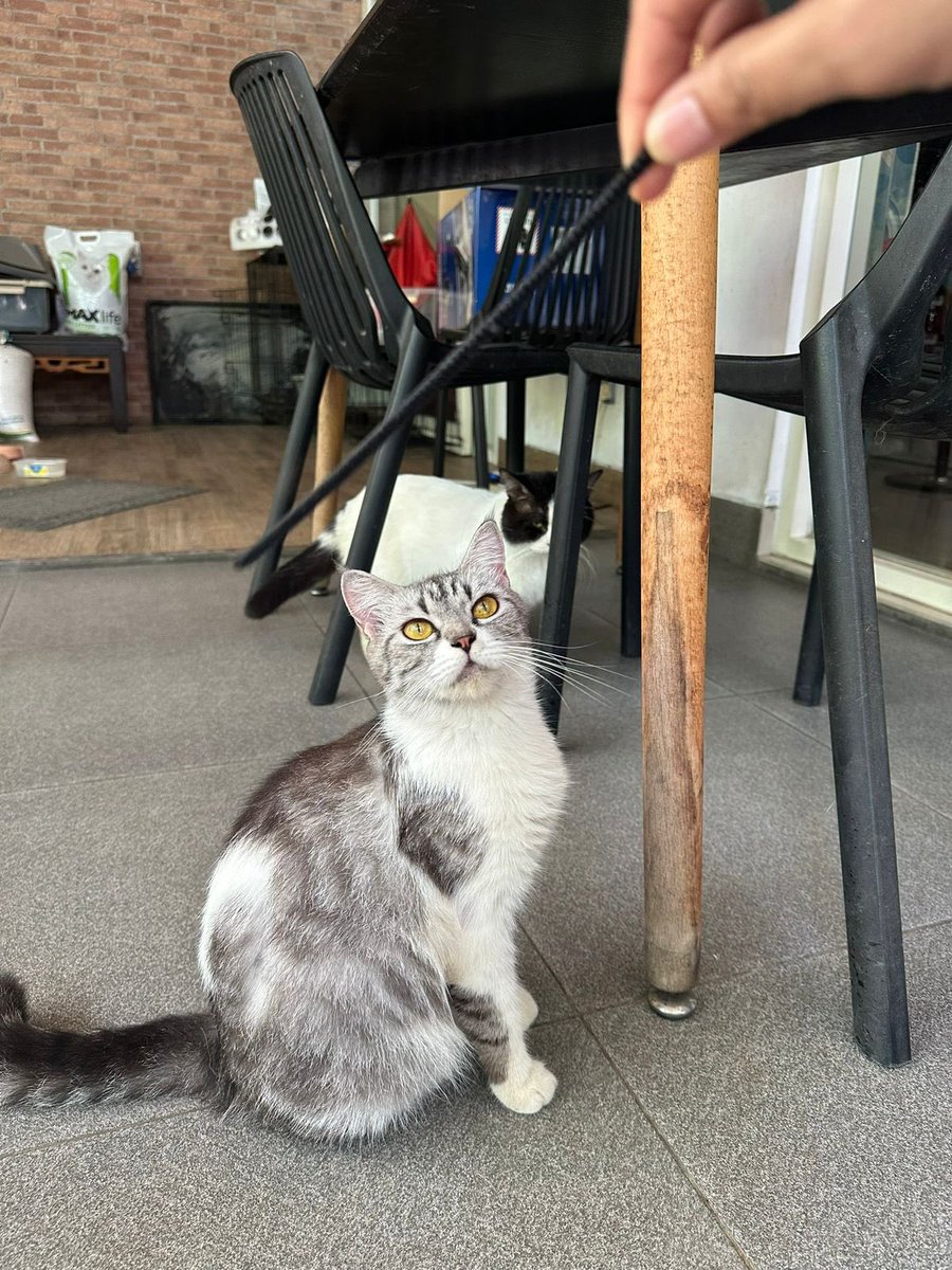 sukmahah's tweet photo. OPEN ADOPT KUCING !!!
Dom Jogja/Surabaya yaa
Namanya nugget, betina, umur 1 tahun (bulet banget diaa!!)
DM aja yah!! Thank uu
#adoptkucing
#kucing https://t.co/qkolN3BEvh