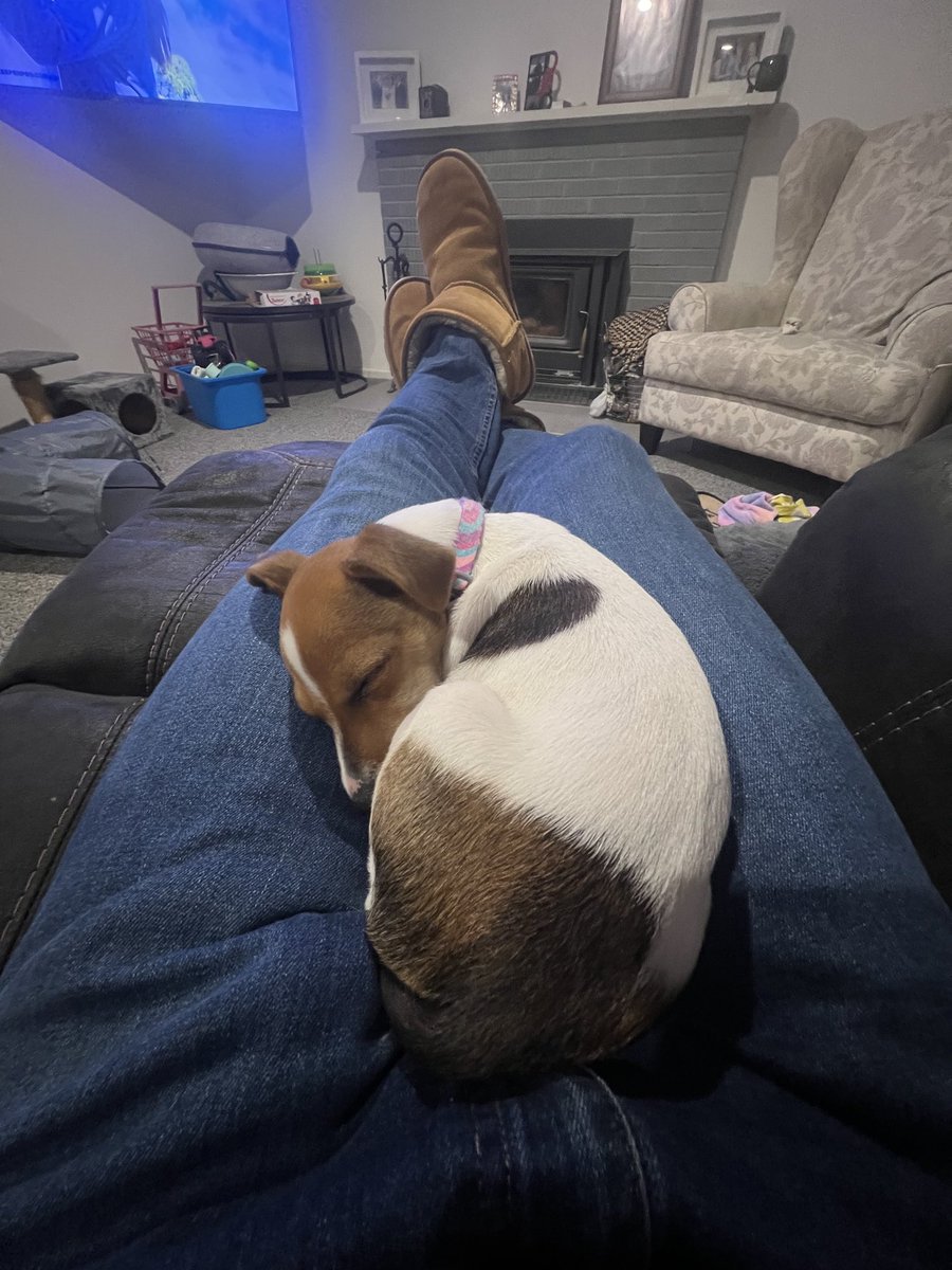 Almost 2 weeks in with the new mini dog and she’s going alright🐶👌