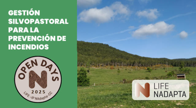 LIFE_NAdapta_CC's tweet image. 🆕 Jornada OPEN DAYs sobre gestión silvopastoral en la finca de Sabaiza
📅23 de octubre
Durante la jornada, @IntiaSa presentará los principales resultados de la acción de silvopastoralismo desarrollada en el marco de #LIFE_IP_NAdapta_CC
📥 lifenadapta.navarra.es/es/-/open-days…
#LIFEProgramme