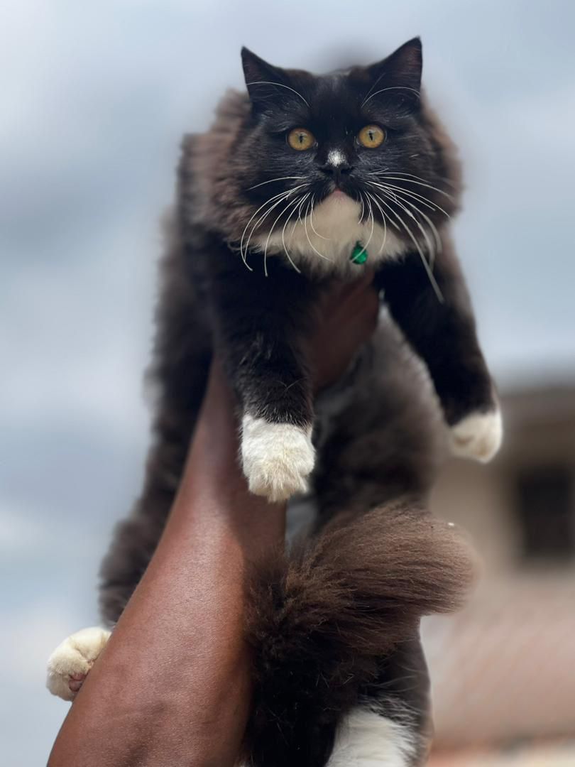 catnaija tweet media