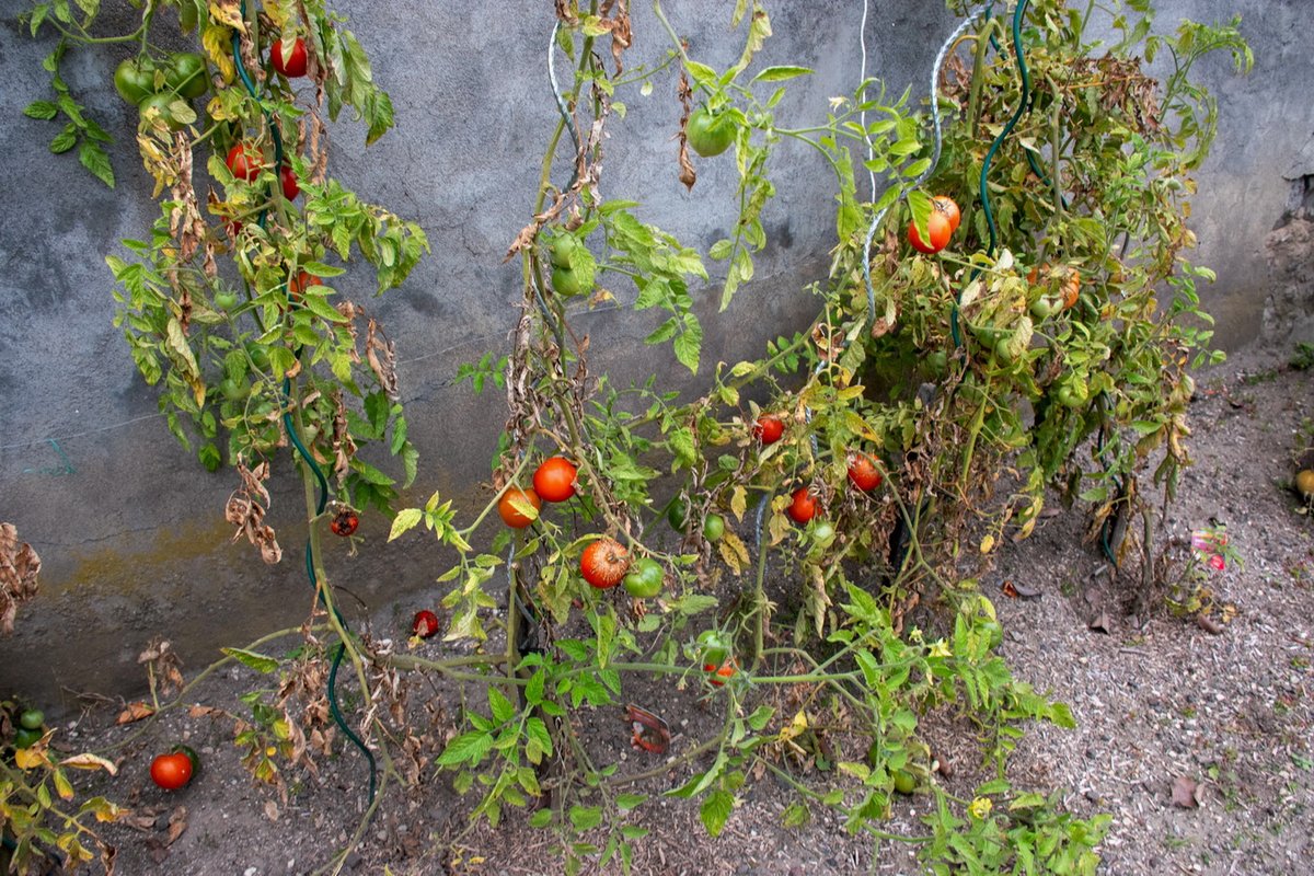 Danieldeclerm's tweet image. La météo actuelle n'est plus adaptée à la croissance des #tomates, qui font de la résistance 🙂🍅