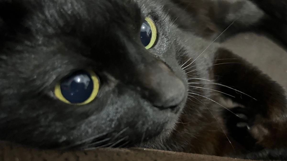 Black cats are not bad luck (@visualscat) on Twitter photo 