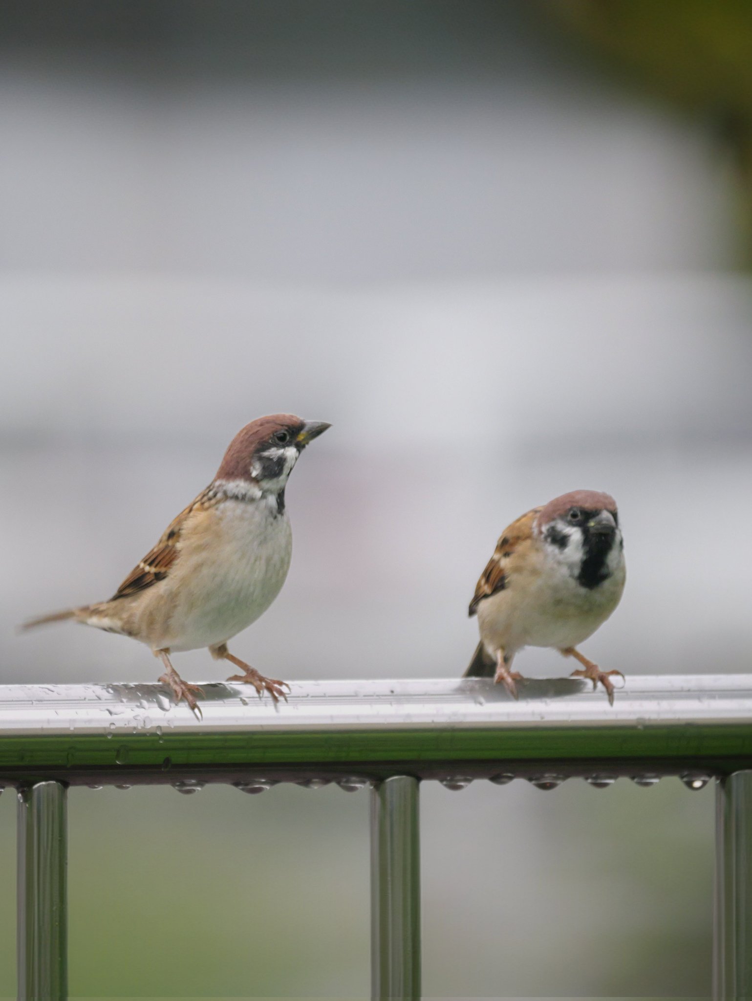 スズメ　レジンヘアゴム　身近な野鳥　可愛いスズメB ちゅんちゅん on X: 