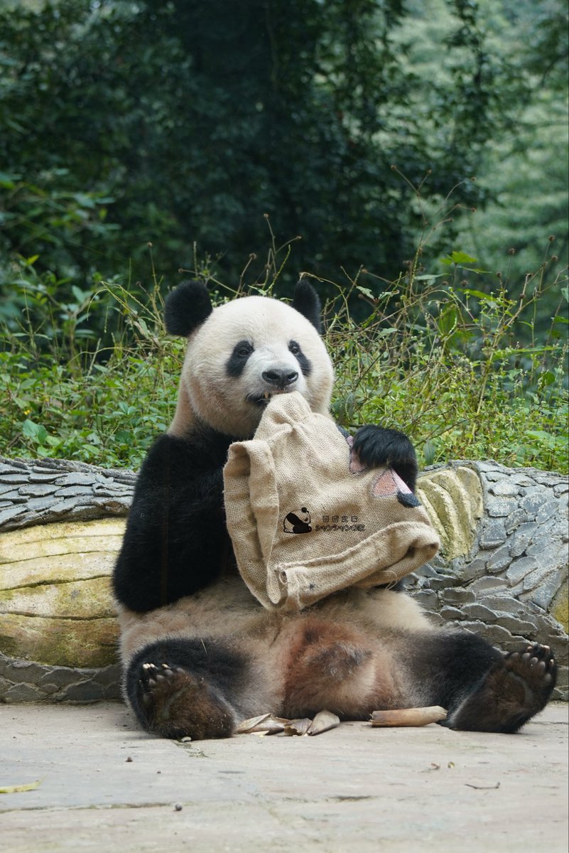 シャンシャンの家 on X