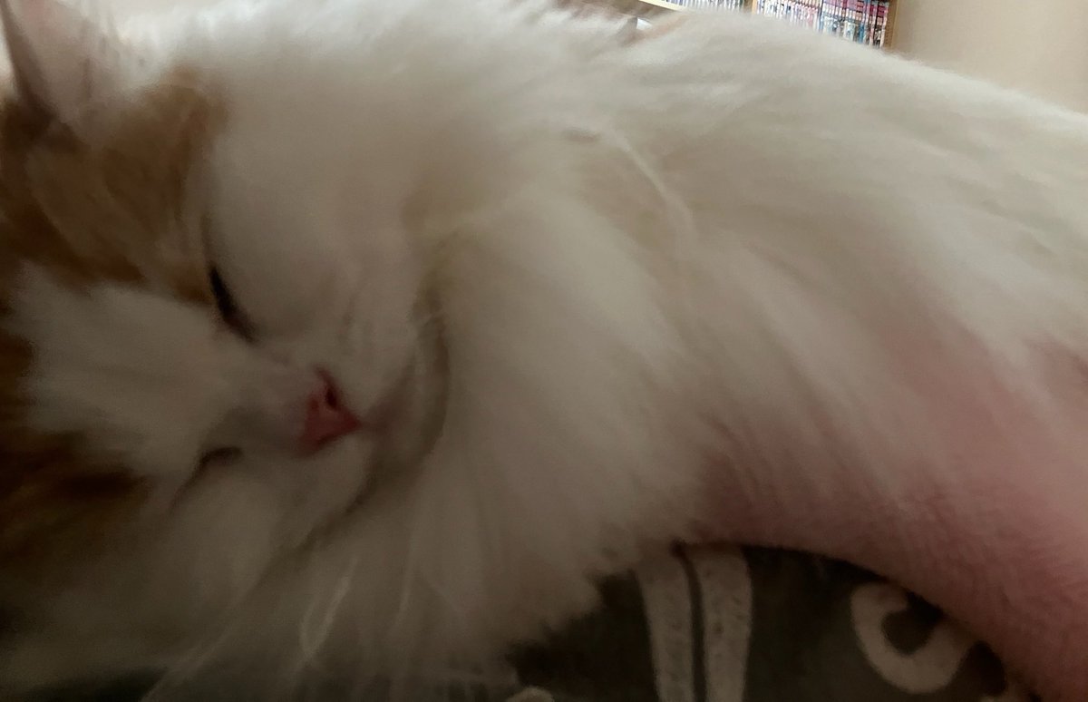 toramaru0520's tweet photo. 私の上で寝てくれるゆち💤
可愛すぎてやばば
(ゆちはふっくらさんなので腕がめちゃくちゃ疲れる💪)

#スコティッシュフォールド
#猫のいる幸せ https://t.co/80IMowEzbS