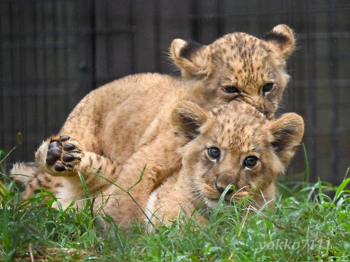 やる気のある仔とない仔

#ライオン #ライオンの赤ちゃん #のんほいパーク #豊橋総合動植物公園