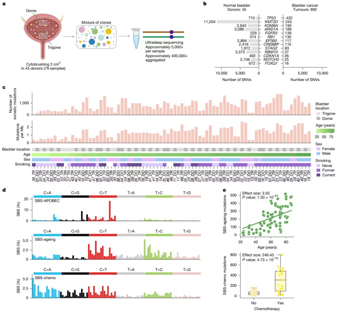 CreaBioarray's tweet image. Sex and smoking bias in the selection of somatic mutations in human bladder
nature.com/articles/s4158…