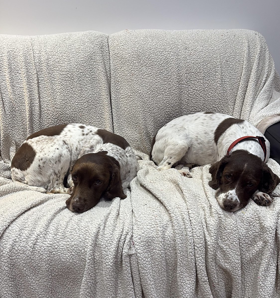 GMP Tactical Dog Unit tweet media