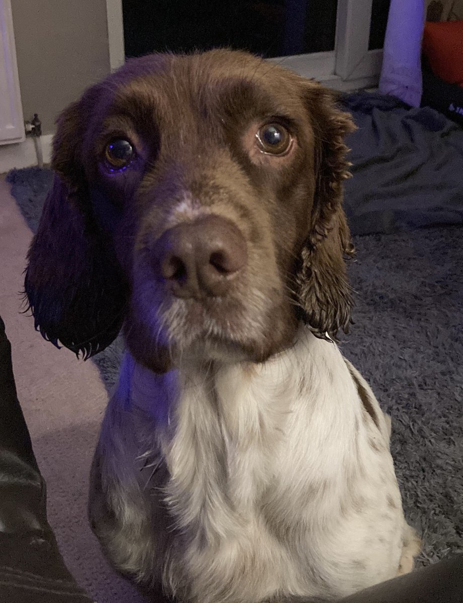 Happy Retirement to PD Holly and her handler PC Nelly.
PD Holly was a Explo detection dog, and served GMP with distinction.
PD Nelly a real character 23 years on GMP dogs, and will be greatly missed.
Have a happy and healthy retirement ♥️🐾