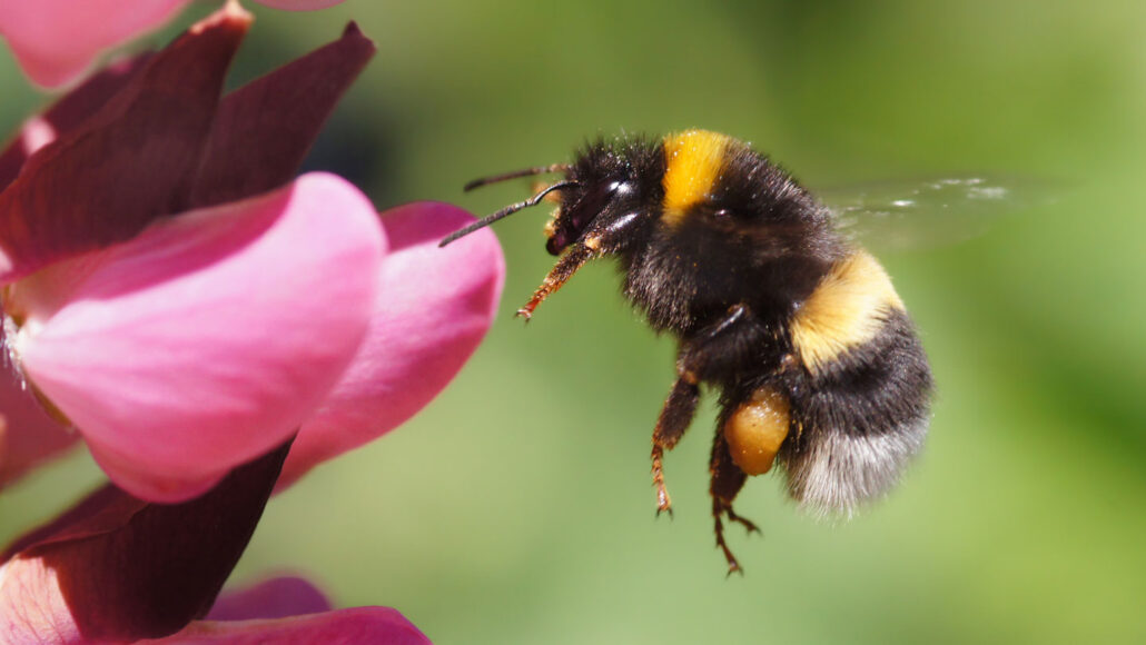 DzidzoApp's tweet photo. ENGLISH: Bumblebee
KARANGA: Dzingidzi

What do you call it in your language?
#LearnShona https://t.co/PA3dKK0mw2