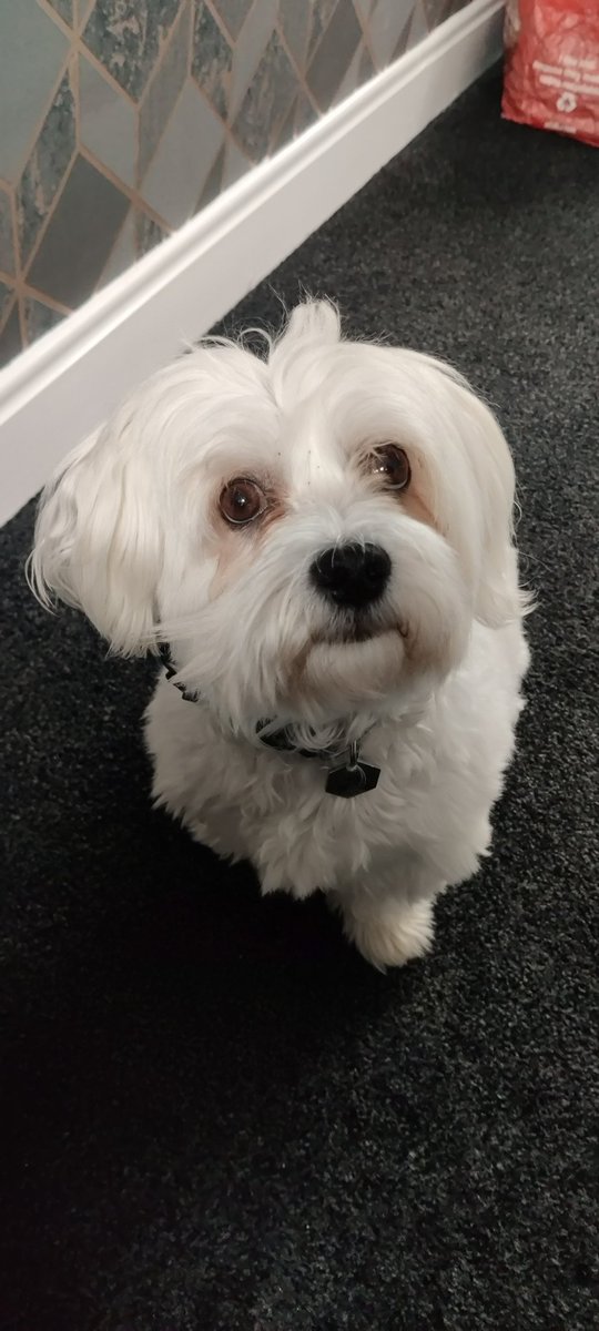MattW182's tweet photo. Ralf patiently waiting to hear more about the Data Use & Access Act - he's always keen to keep on top of the legislation! #DPPCpets https://t.co/XOVbu7BMur