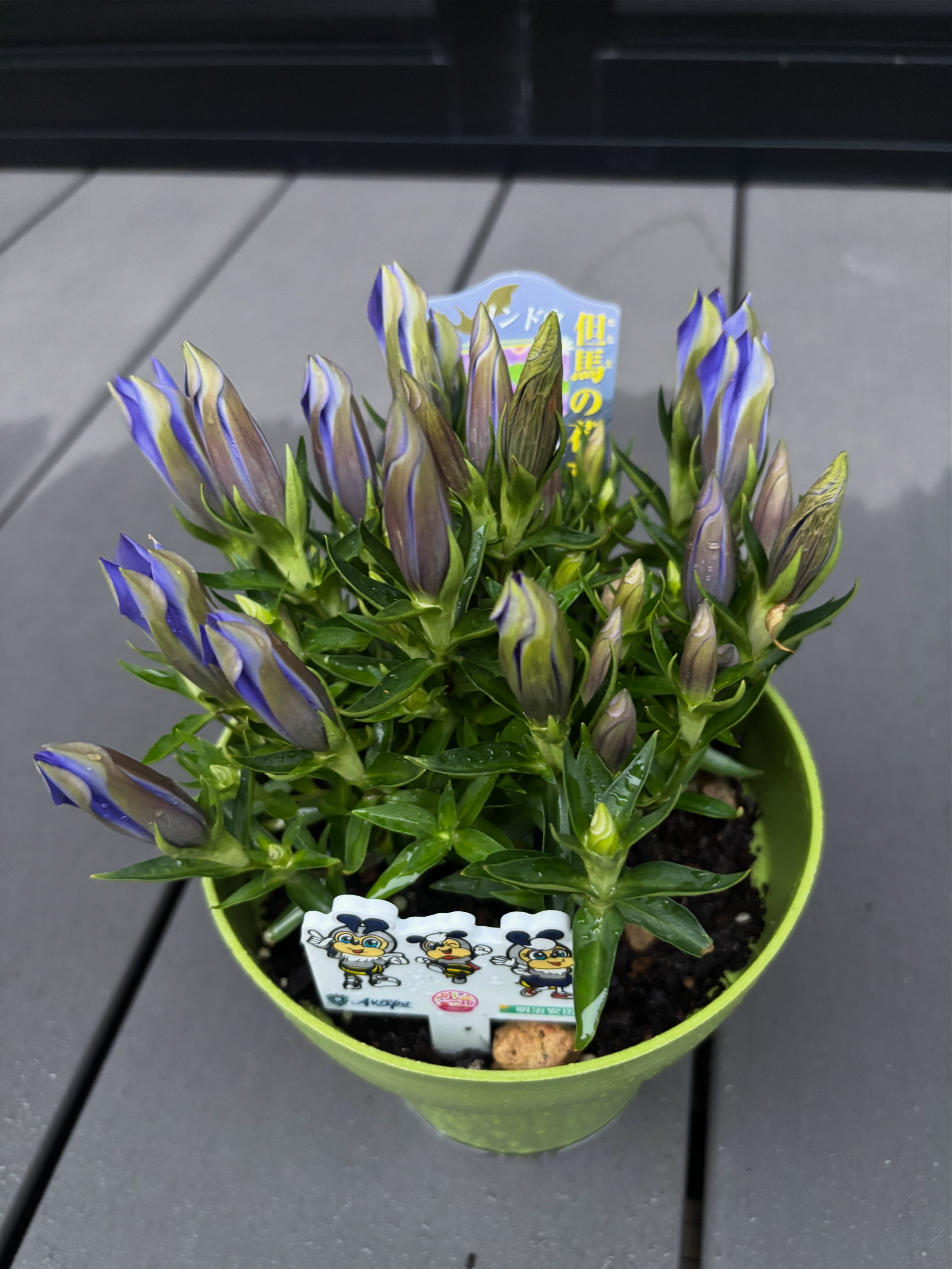 花で応援navyプロジェクト - Search / X