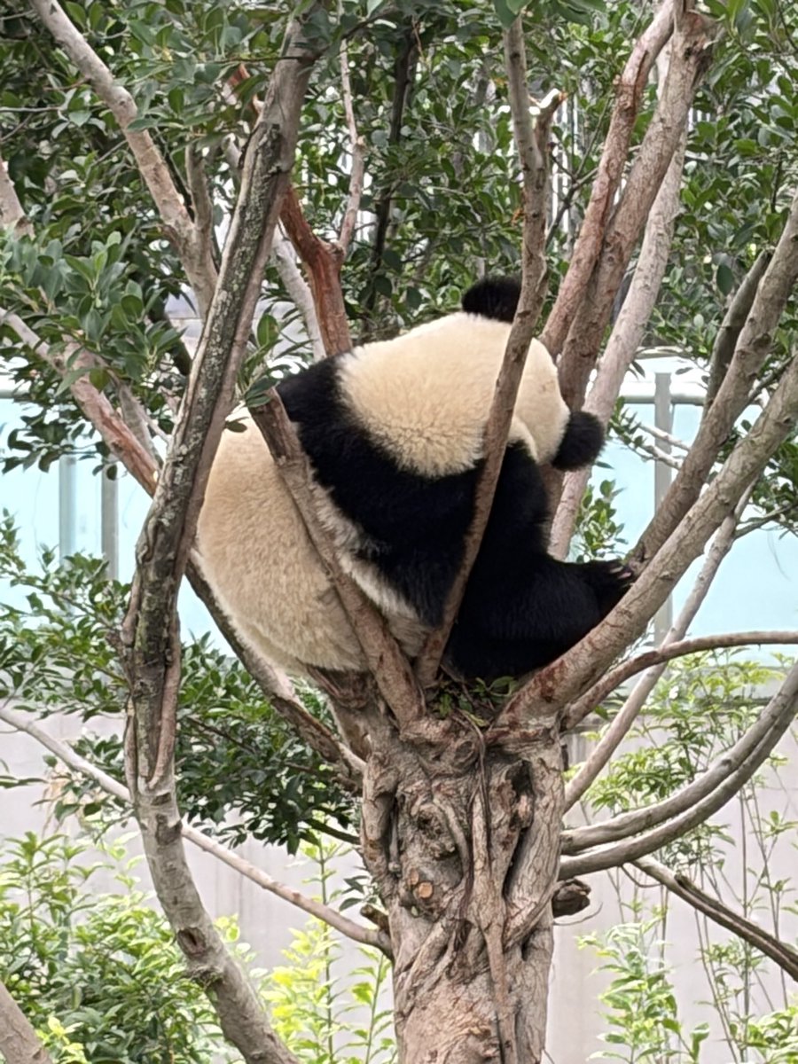 FaizelPatel143's tweet image. Spent the day with HONOR making friends with Pandas at the Panda Base in Chengdu, China. Aren’t they adorable? #Pandas @HonorAfrica