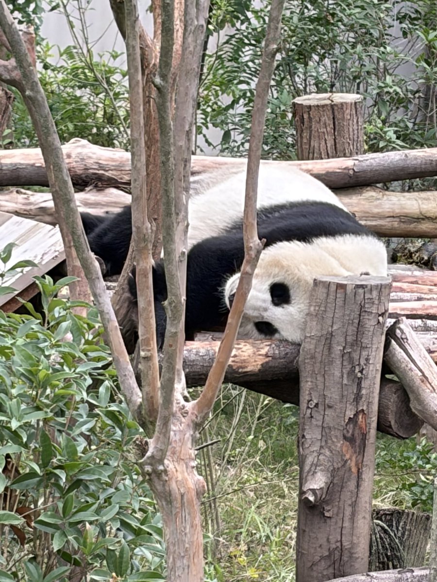 FaizelPatel143's tweet image. Spent the day with HONOR making friends with Pandas at the Panda Base in Chengdu, China. Aren’t they adorable? #Pandas @HonorAfrica