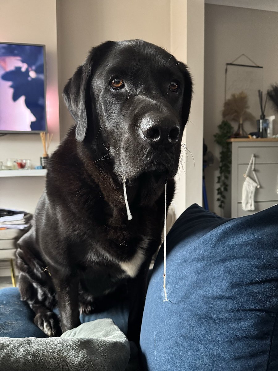 At my most attractive🤤🤤
#Eli #dogsofX #mrslobberslobber