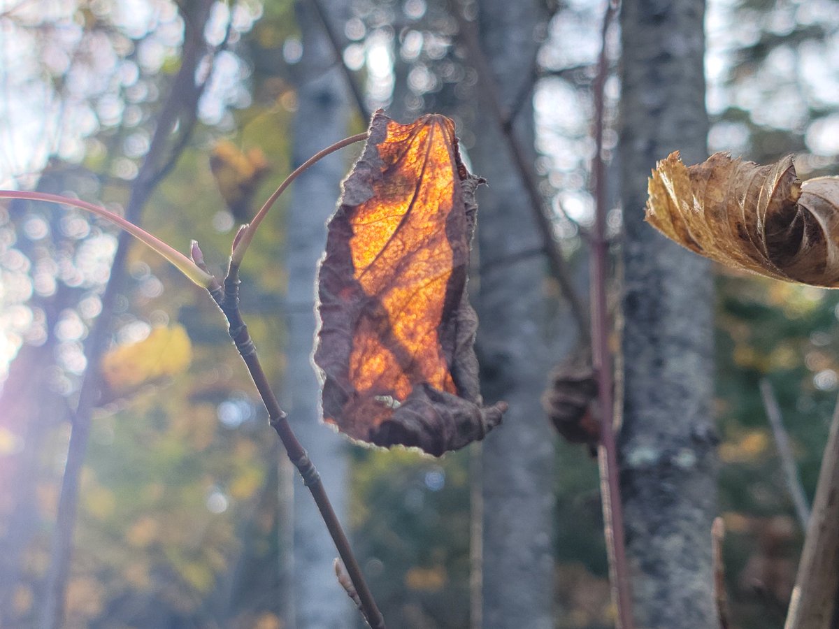 Jessloveflow's tweet photo. Sharing a little fall magic with you, as late afternoon sunlight hits the dried leaves left dangling in the trees, the leaves light up and glow like little lanterns in the forest. Truly, an enchanting sight. 🌸☀️🍂💫✨
#NatureLovers #NatureIsMagic https://t.co/QD3nnjZvxC