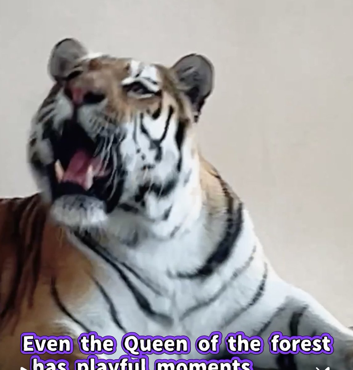 AtsukoTeresa's tweet photo. 美しいアムールトラのレーニャちゃん対虫🐝
この勝負どちらが勝つかな?
Graceful Tiger Lenya vs. Tiny Bug 🐯✨ | Her Playful Side Revealed https://t.co/WW0fGCmgVT @YouTubeより
#amurtiger #lenya #funny #神戸王子動物園 https://t.co/9B2WE79VuG