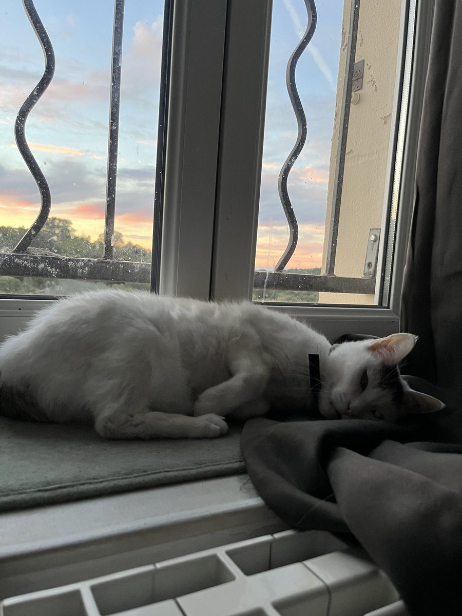 ki_aucube's tweet photo. tu te reposes avec le coucher de soleil Kitty? https://t.co/EZdXZeu1FH