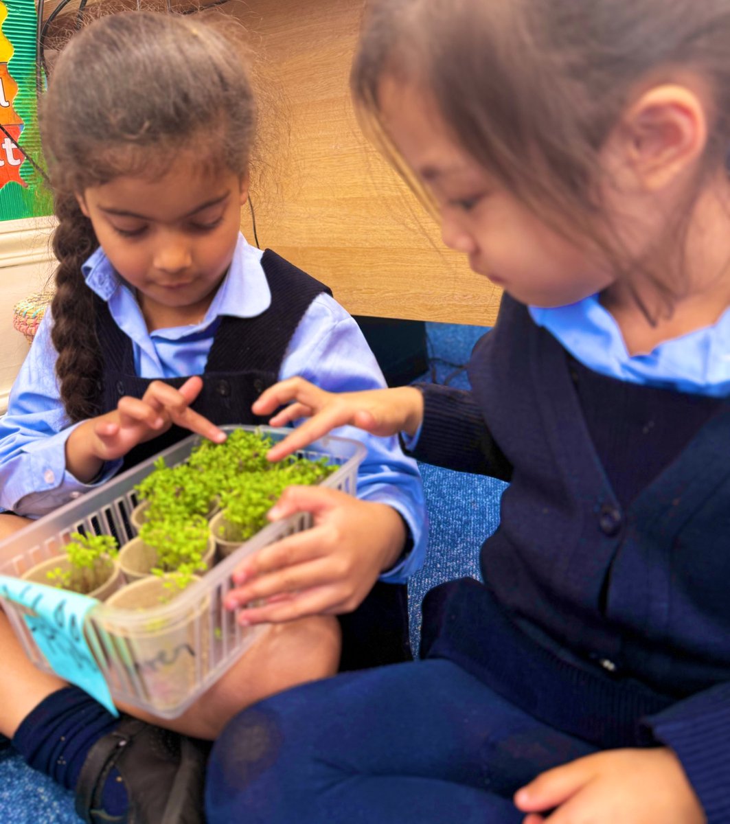 ✨ <a href="/UptonSciences/">Upton House Science</a> in action! 🔬
🌱 Cress experiment!

Last week, Form 1S predicted how cress seeds would grow with:

✅ Sunlight + water
❌ No sunlight
❌ No water

Yesterday was full of excitement as the children observed the results unfolding.

Super work everybody! 🤩
