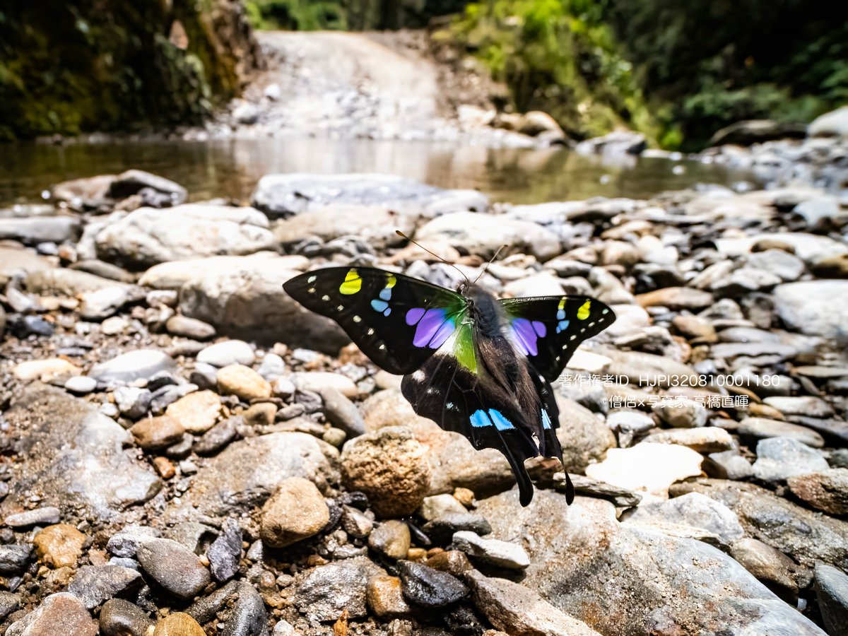 facebook背景画像を更新。
こちらにもupします。

ミイロタイマイ
📸Olympus OM-D E-M1X
LAOWA 7.5mm F2 MFT
プロキャプチャーH

6年前の今頃、西パプアにて撮影