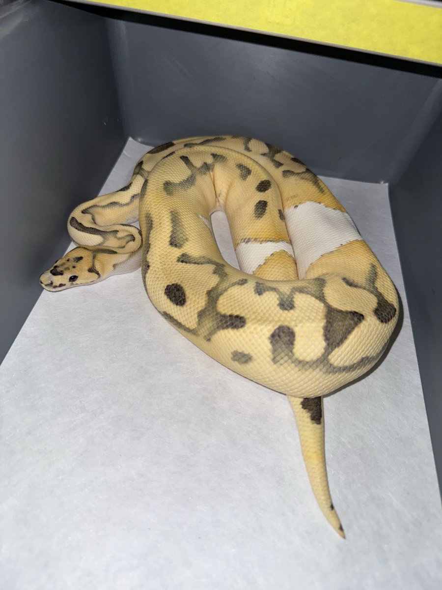 06shockwave's tweet image. #ボールパイソン 
#ballpython