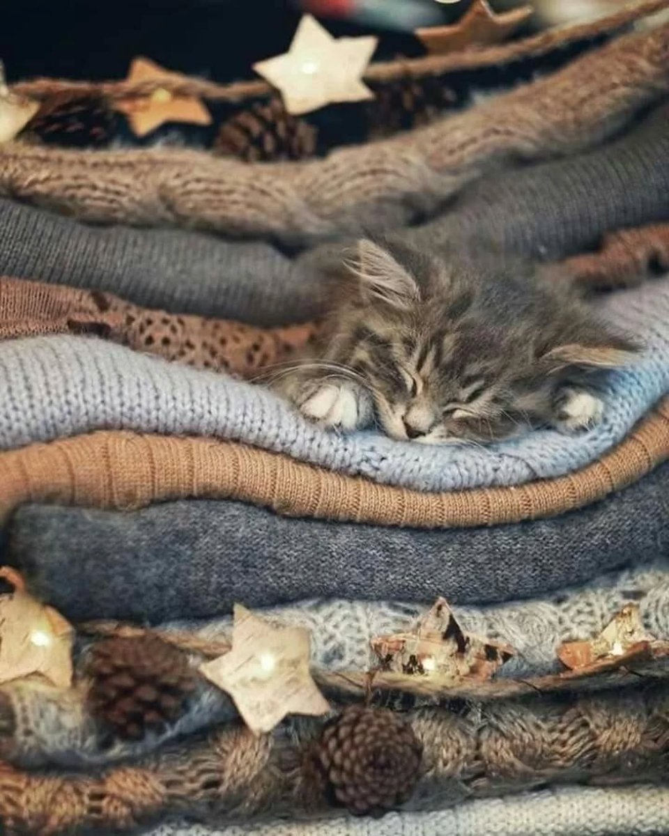 Wulfie  Viking Cat (@vonebowly) on Twitter photo 