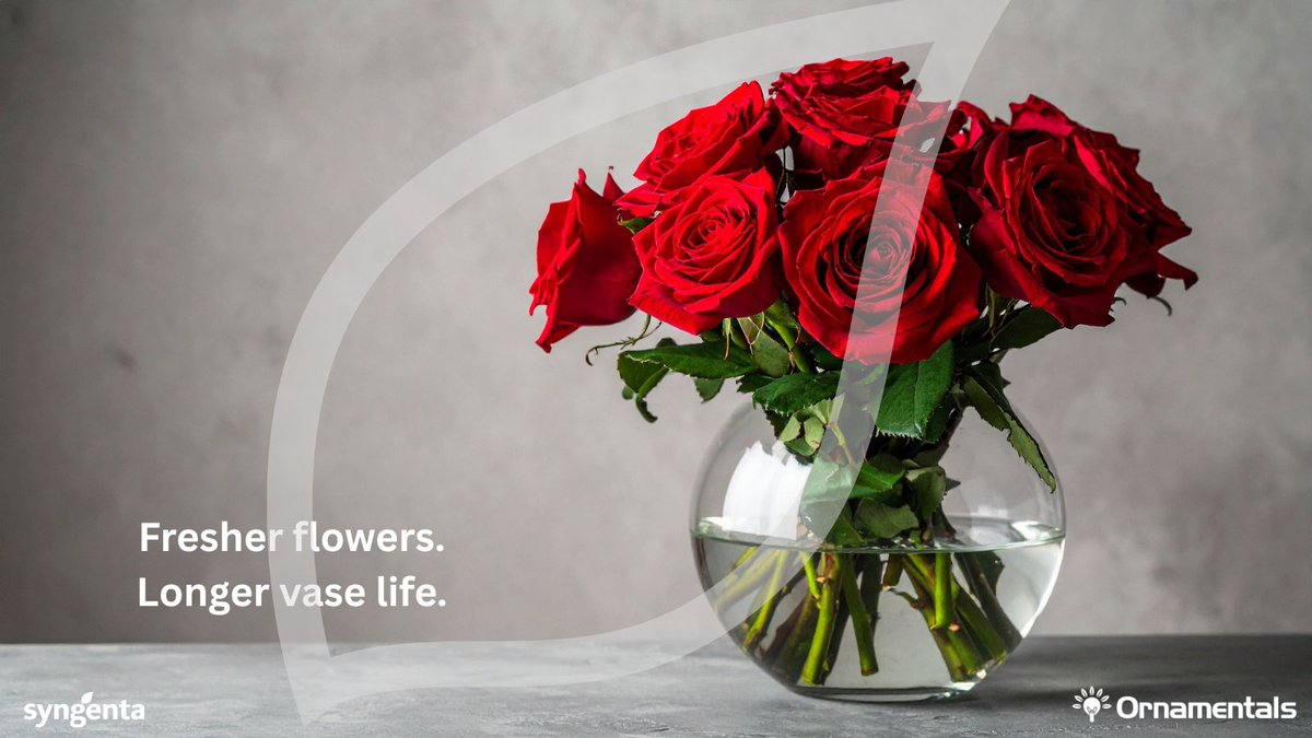 Vase life matters. 
Picatina Flora® ensures longest-lasting botrytis control, keeping your roses fresher for longer. 
#FlowerQuality #BotrytisControl #EveryFlowerCounts 
 Find out more: bit.ly/4hRldam