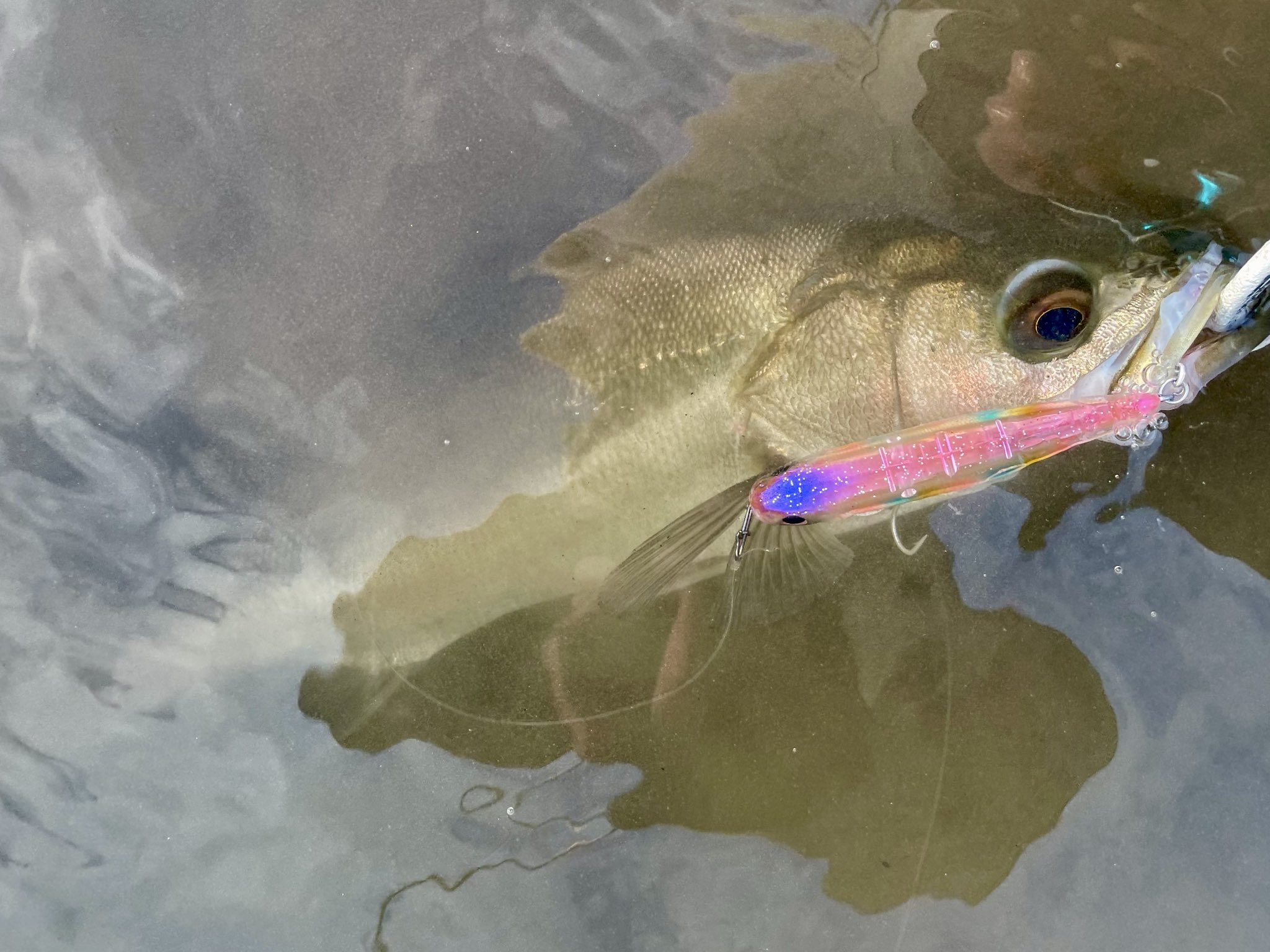 BASSDAY.JAPAN (@BassdayJ) / X