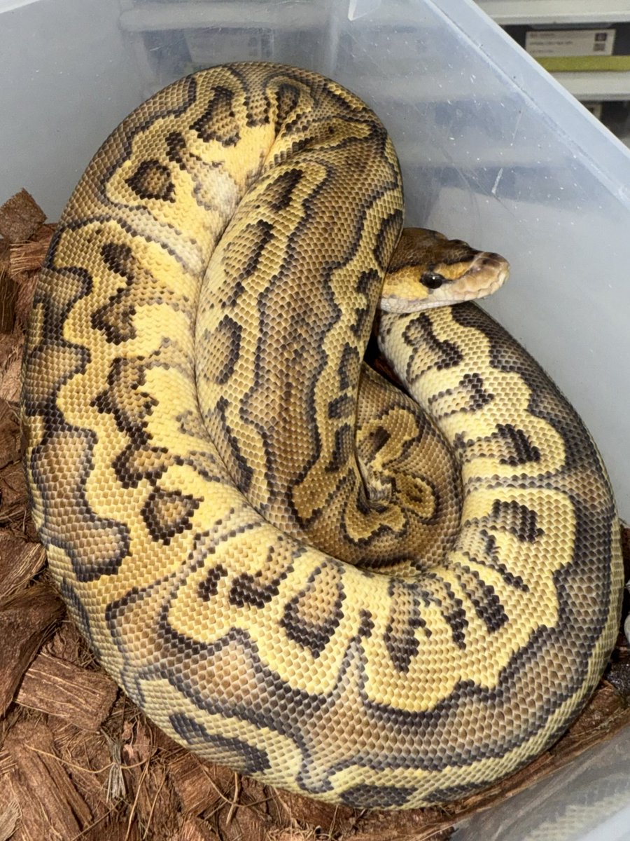06shockwave's tweet image. #ボールパイソン 
#ballpython
