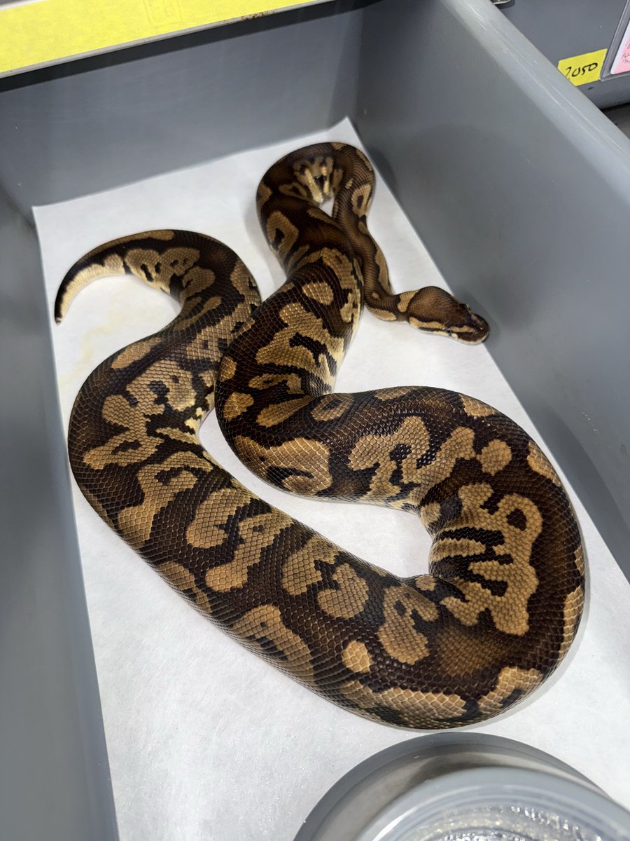 06shockwave's tweet image. #ボールパイソン 
#ballpython