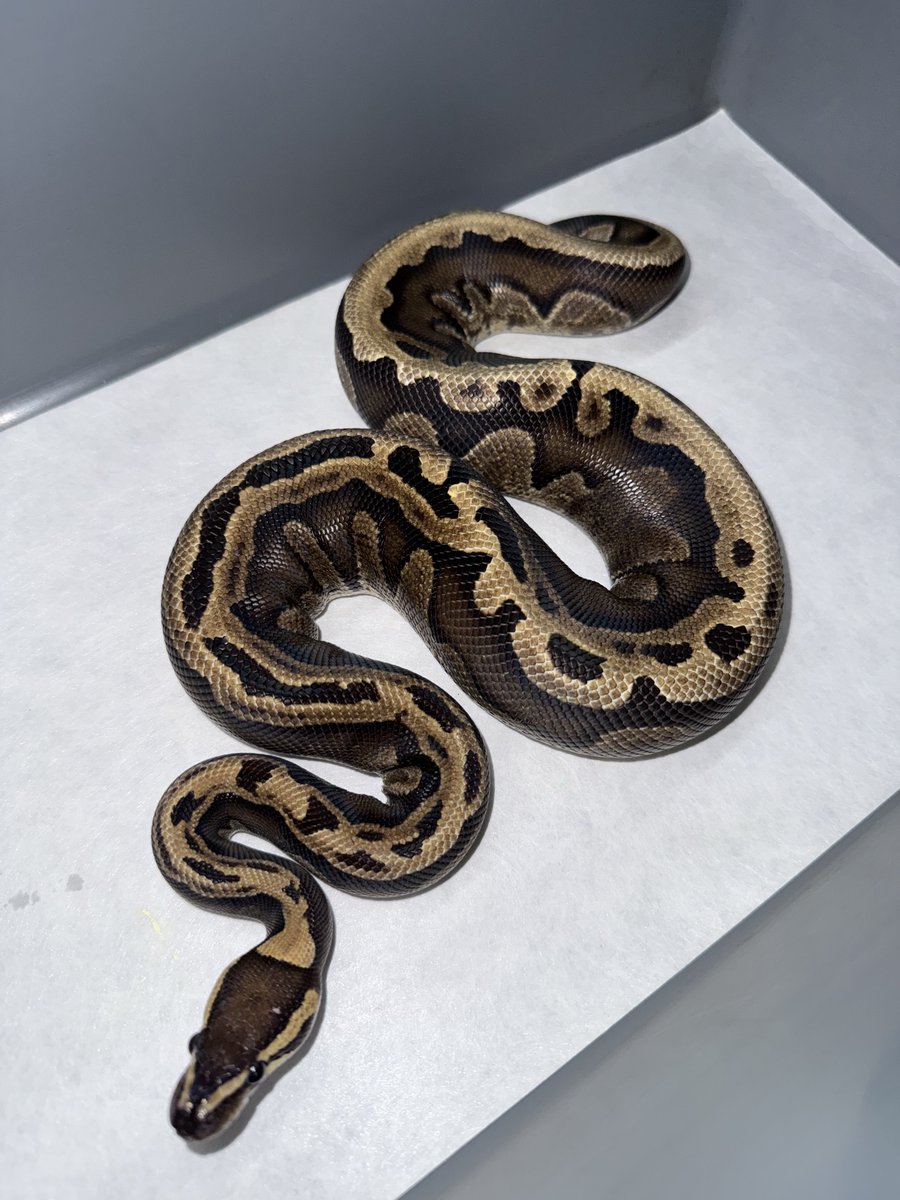 06shockwave's tweet image. #ボールパイソン 
#ballpython