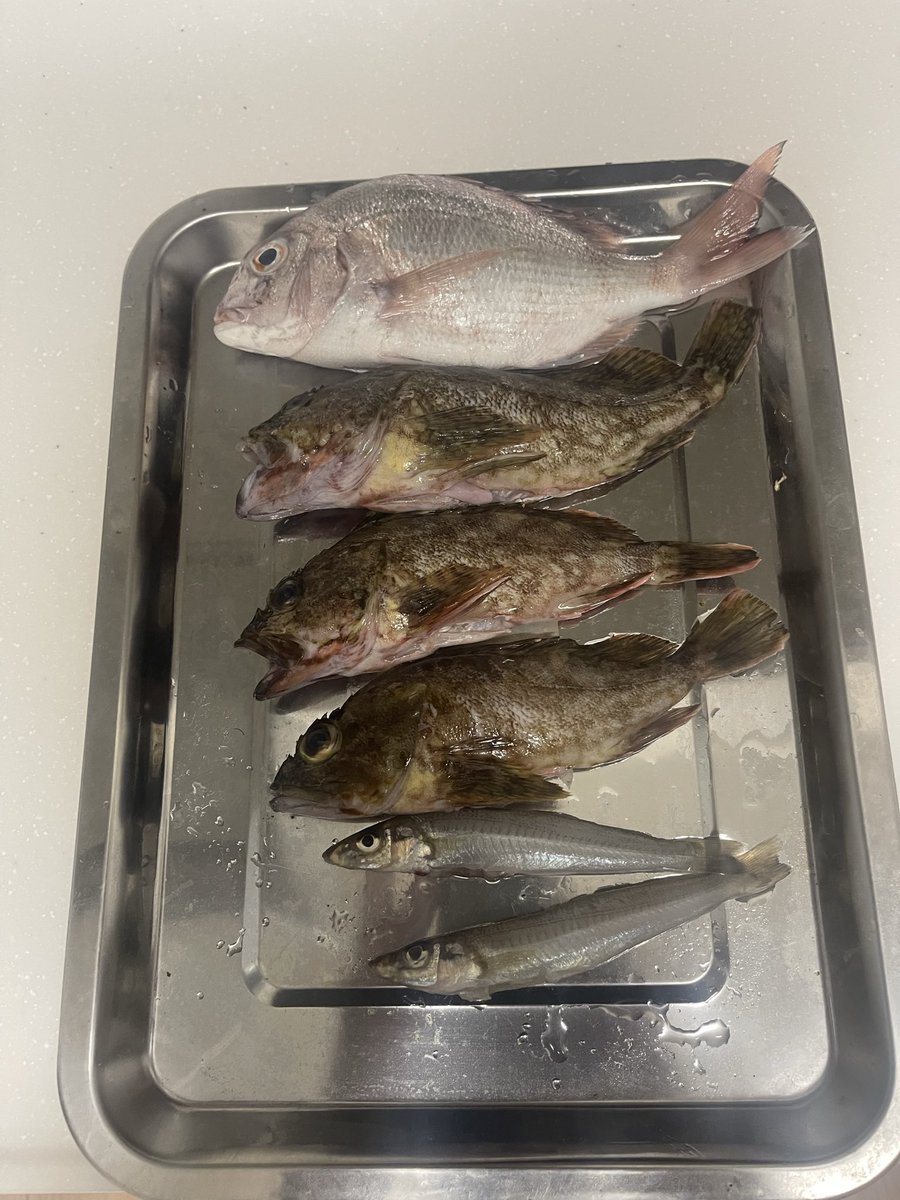hide_8613's tweet image. 島釣行釣果載せてなかった😓本命のアジは、全然ダメでイカは、足場が高すぎてタモ持って行ってなく3杯バラし😭カサゴ3匹チャリコ１匹キス2匹でした😓
今シーズンアジング諦めるかな〜😓