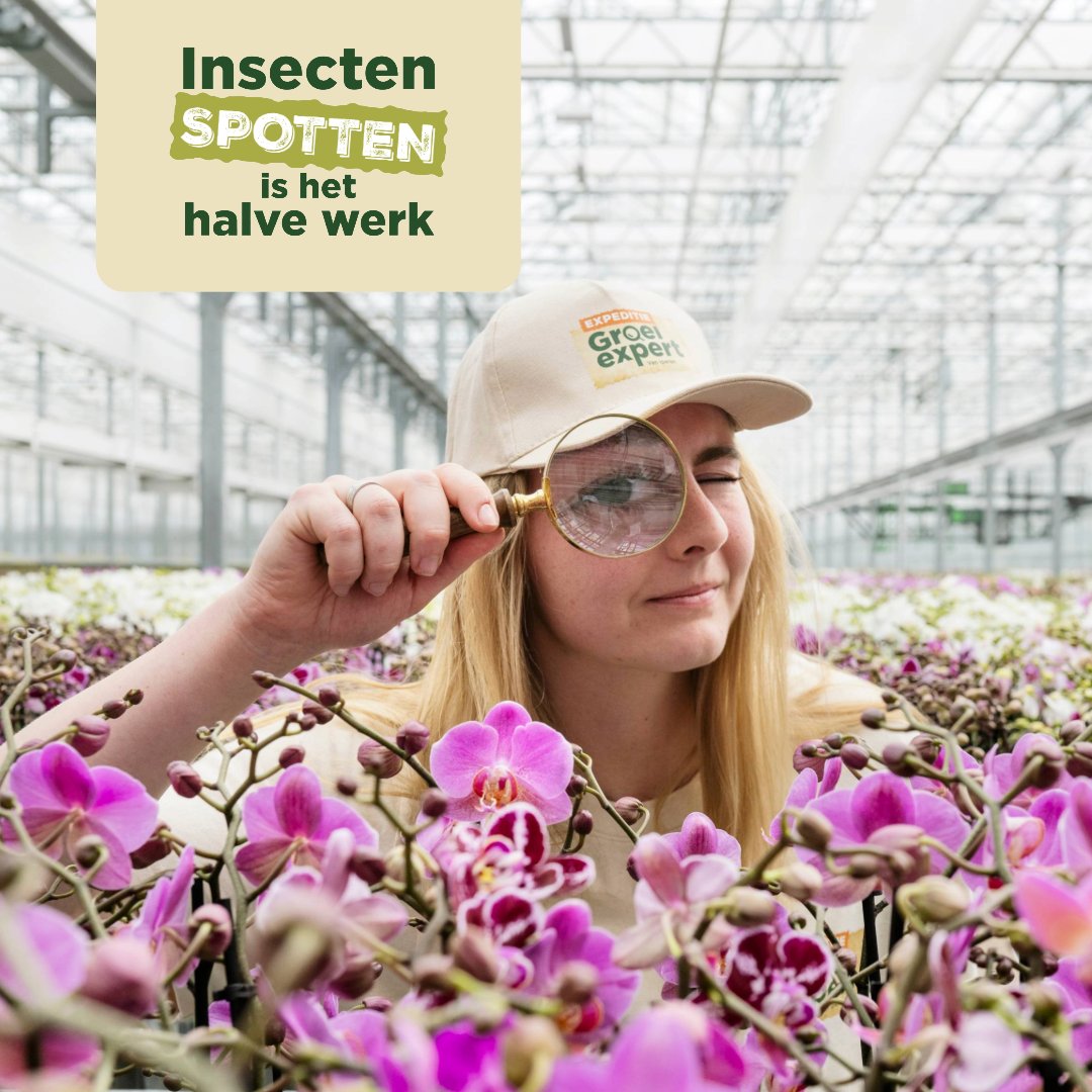 🪲 Ga mee op Expeditie Insecten Spotten!

Plaaginsecten kunnen ongemerkt veel schade aanrichten in uw kas. Hoe eerder u ze opmerkt, hoe beter u kunt ingrijpen.

Meld u aan voor Expeditie Insecten Spotten en ontvang de updates in uw mailbox: iperen.com/kennis-nieuws/…

#tuinbouw