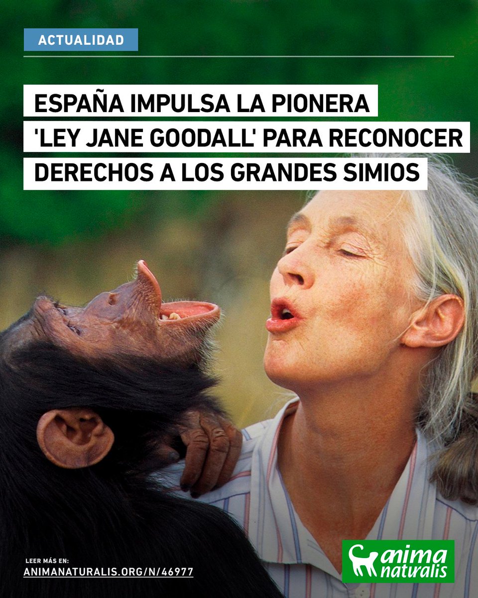 AnimaNaturalis's tweet image. 🟢🦍 BUENAS NOTICIAS | España impulsa la pionera &apos;Ley Jane Goodall&apos; para reconocer derechos a los grandes simios.

Una normativa pionera a nivel mundial que busca reconocer derechos básicos a los grandes simios, protegiendo su dignidad, su derecho a la vida, a la libertad y a no…