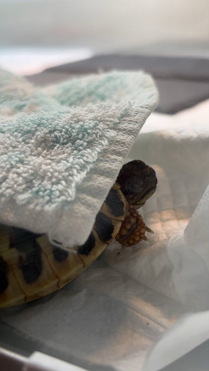 姪っ子が飼ってるペットのヒガシヘルマンリクガメが病気になったので大阪の有名な亀専門の病院を伝えたところ「ハズレ個体」とか「素人管理」などと言われてとても傷ついて帰って来ました🥺