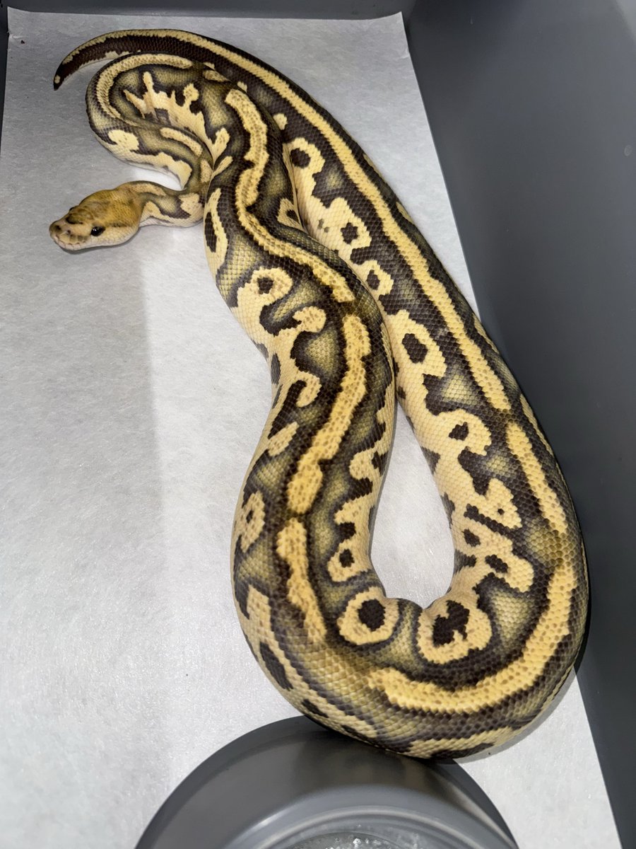 06shockwave's tweet image. #ボールパイソン 
#ballpython