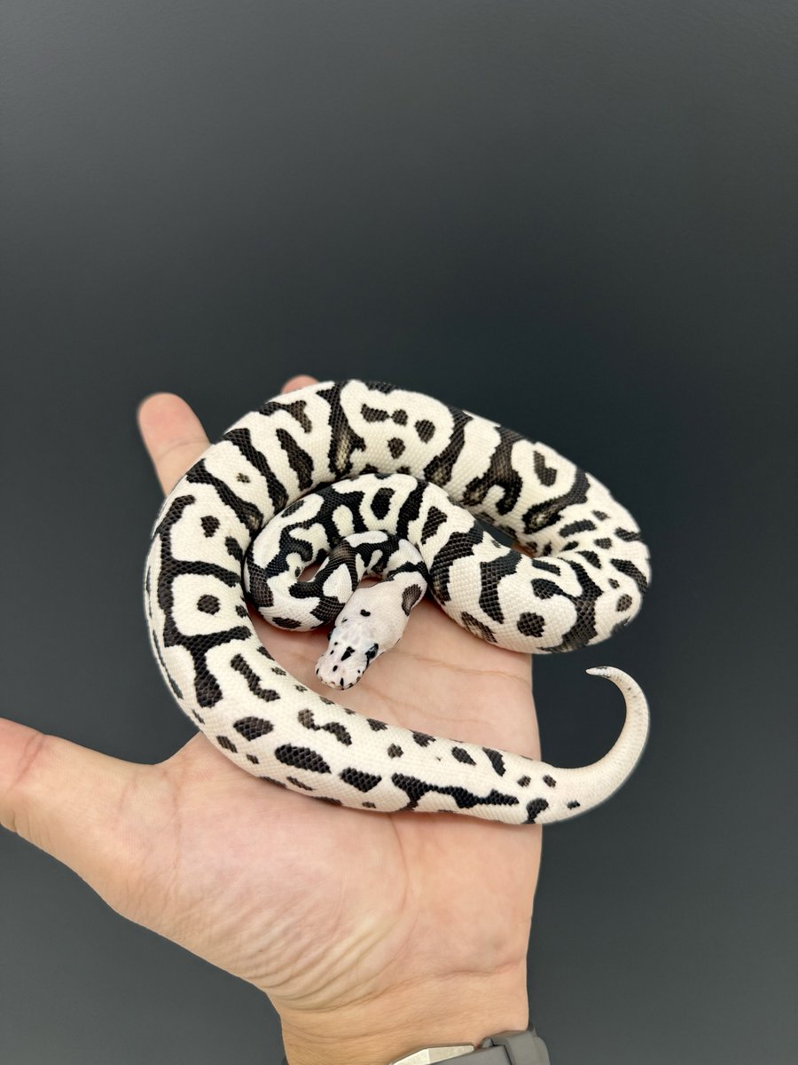 06shockwave's tweet image. #ボールパイソン 
#ballpython