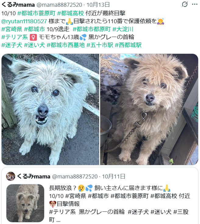 モモちゃん🐶無事保護されたそうです🎉
皆様、ありがとうございました✨
#宮崎県 #都城市 #迷子犬 #迷い犬 #テリア系
