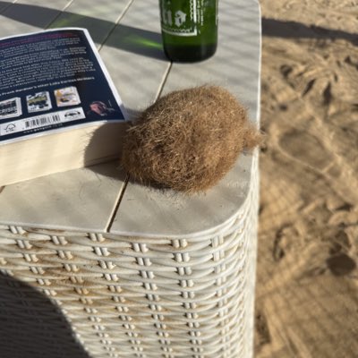 iamundertow's tweet image. #NewProfilePic

Rare sighting of a beach Tribble! 

Check @coastoflife_od feed for more Tribble goodness!