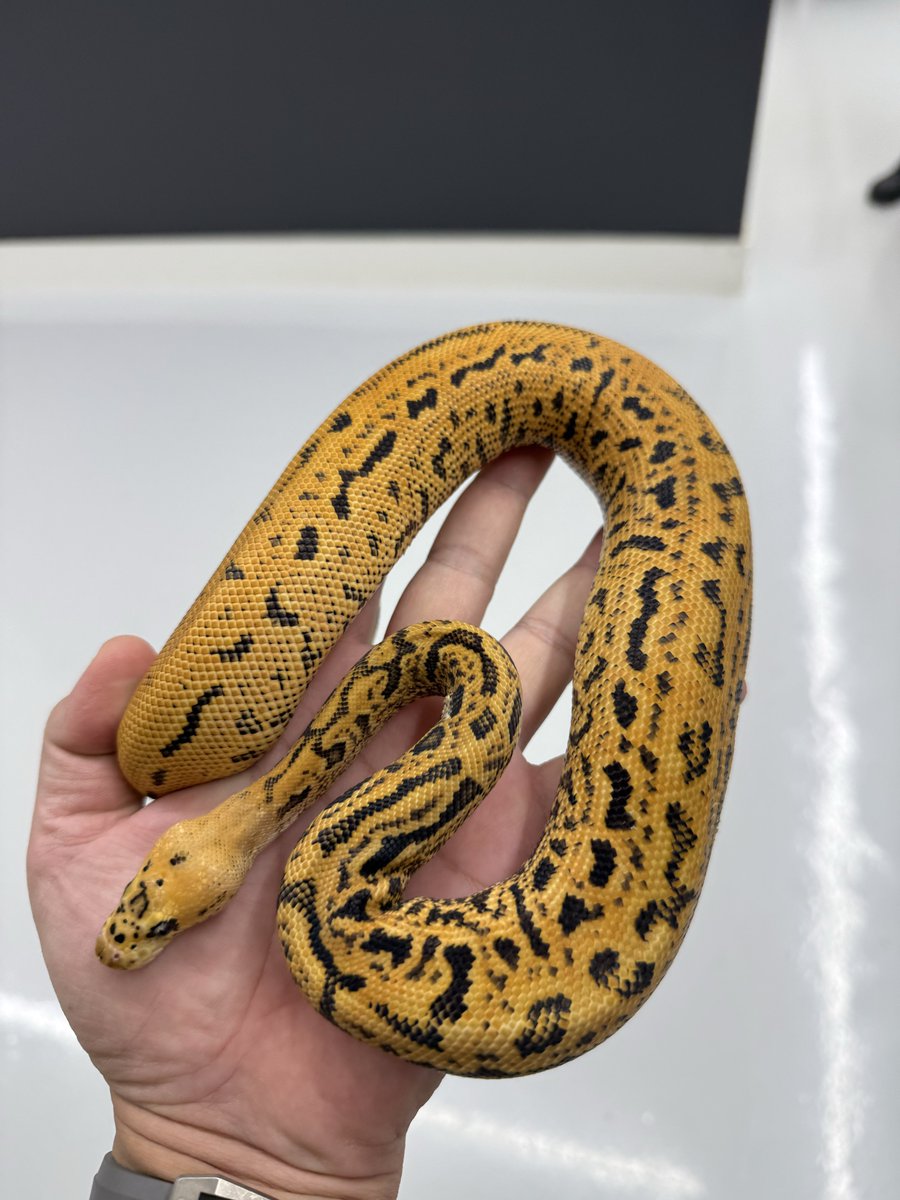 06shockwave's tweet image. #ボールパイソン 
#ballpython