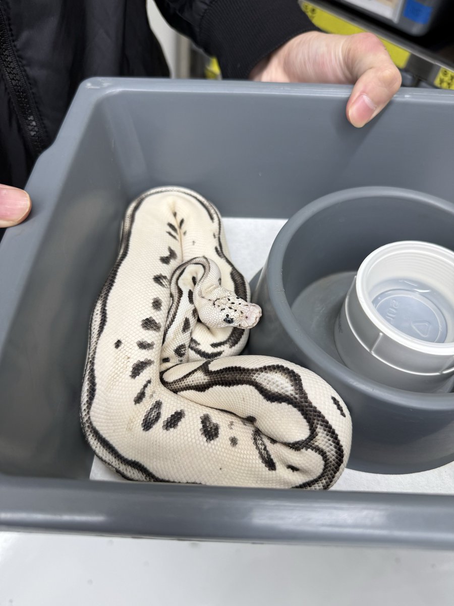 06shockwave's tweet image. #ボールパイソン 
#ballpython