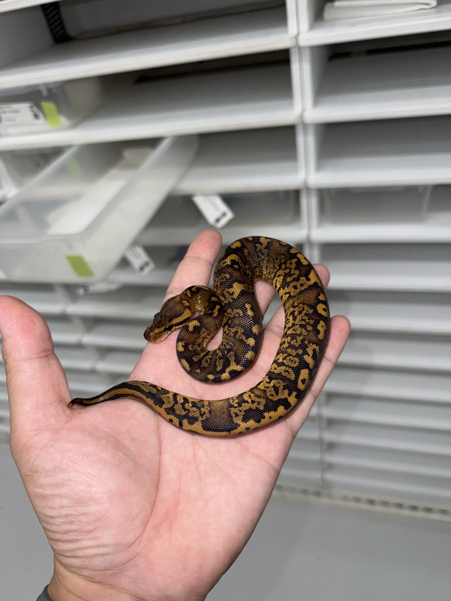 06shockwave's tweet image. #ボールパイソン 
#ballpython