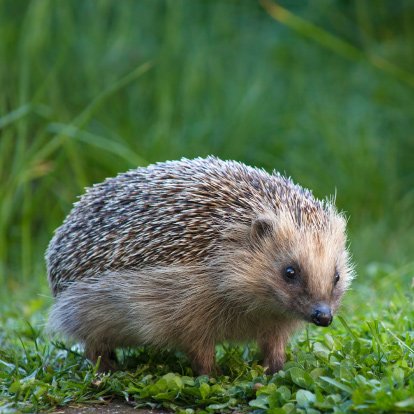 MadeinKurdsh's tweet image. Navê vê bi Kurdî çi ye?