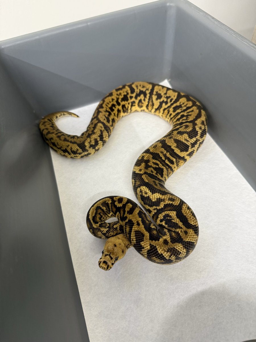 06shockwave's tweet image. #ボールパイソン 
#ballpython