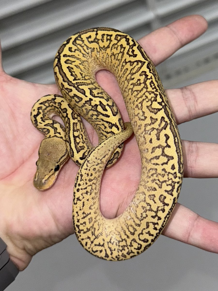 06shockwave's tweet image. #ボールパイソン 
#ballpython