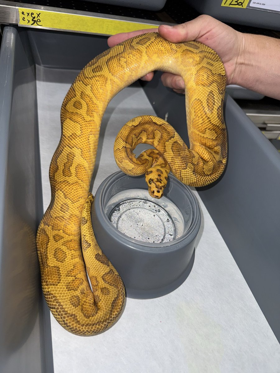 06shockwave's tweet image. #ボールパイソン 
#ballpython