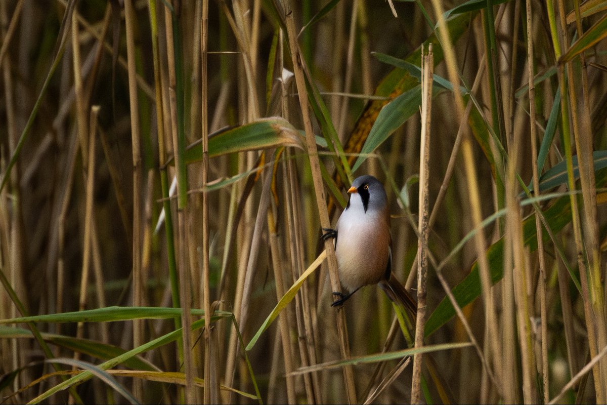 Joebirding's tweet photo. Bearded tit showing unbelievably well at ripon city wetlands last night brilliant find by @RobNormington55 

@nybirdnews @BirdGuides https://t.co/d3fv6rMqzk