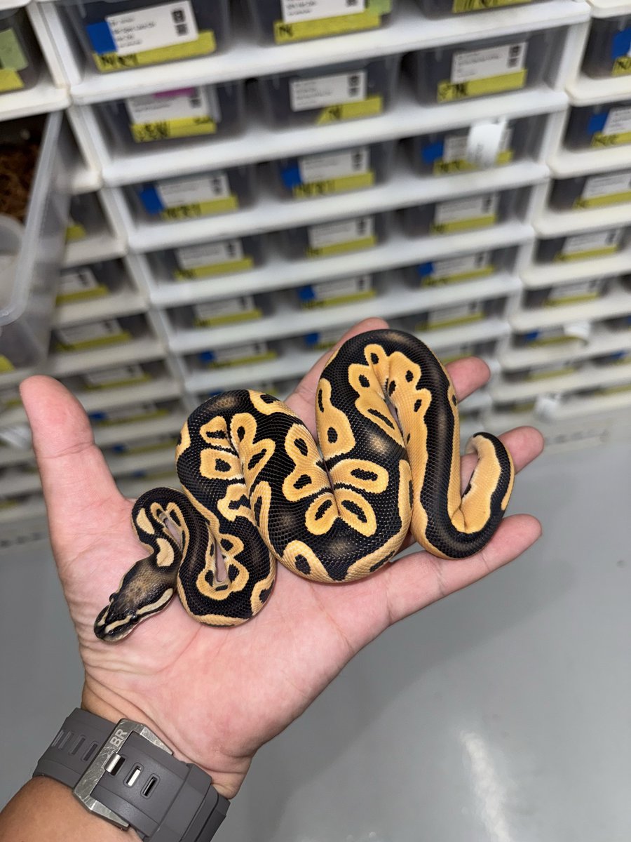 06shockwave's tweet image. #ボールパイソン 
#ballpython