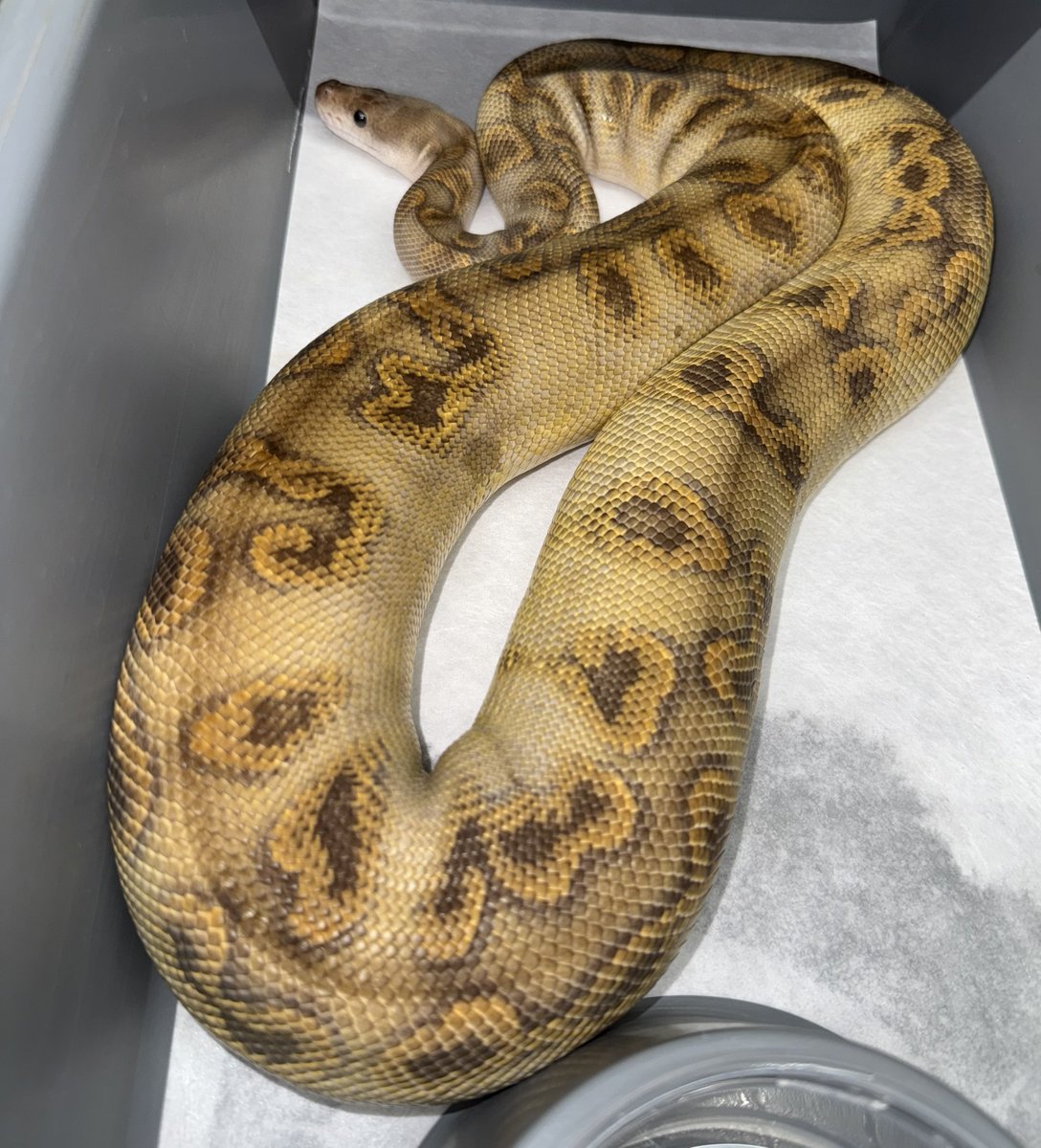 06shockwave's tweet image. #ボールパイソン 
#ballpython